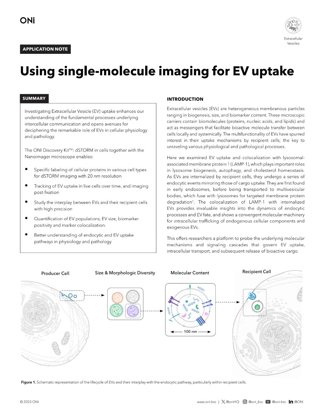 App note image EV uptake in live cells
