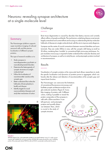 Synapse architecture with dSTORM app note Synapse architecture with dSTORM app note